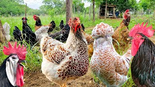 The diversity of breeds  The world of chickens is incredible