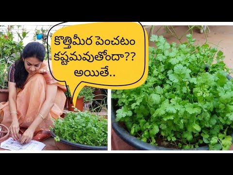 How to grow coriander at home successfully?కొత్తిమీరను సులువుగా పెంచడం ఎలా?#corriander #tips