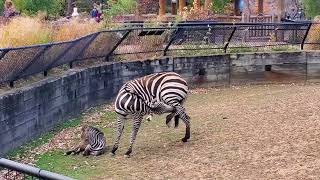 Baby zebra sleeping with mom keeping watch at Como Zoo by Jaymes Grossman 527 views 1 year ago 1 minute