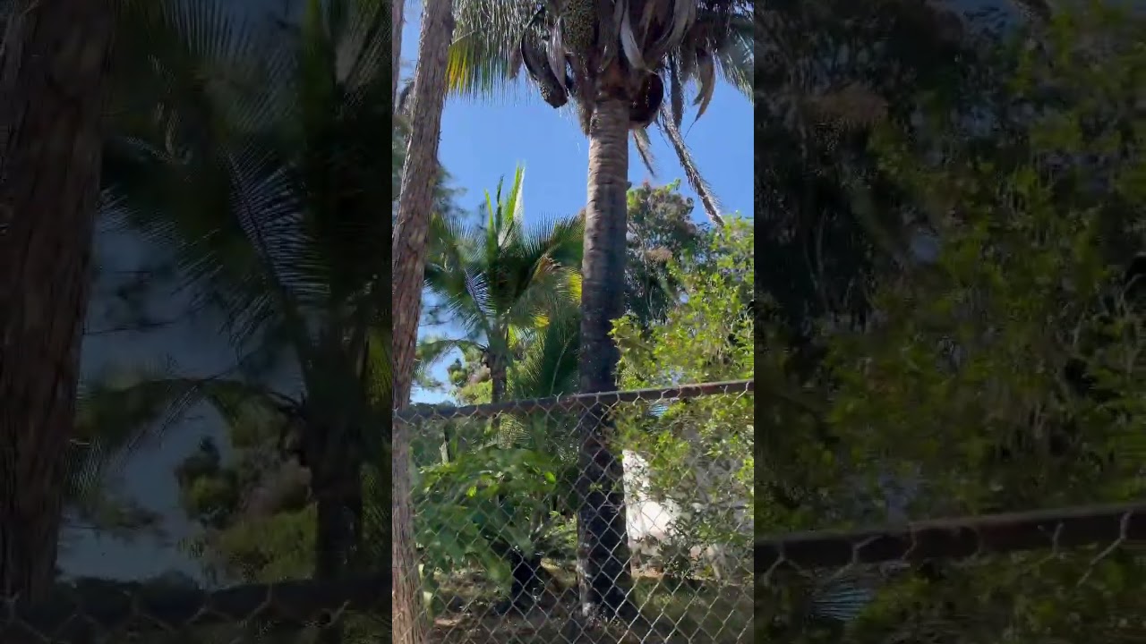 Así es el árbol de coyol o güiscoyol