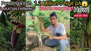 HOW TO EARN A MILLION IN BANANA LAKATAN PLANTING?/ PAANO KIKITA NG MILYON SA PAGTANIM NG LAKATAN?