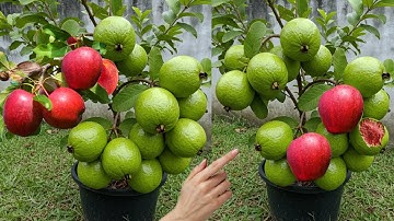 Great idea to grafting a guava tree with an apple to produce fruit together