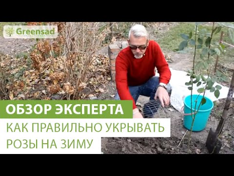 Как правильно укрывать розы на зиму