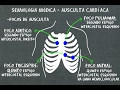 Semiologia médica   Ausculta cardíaca