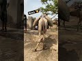 حان وقت تحر ك الجمل        اونٹ نے روانگی کا اشارہ دے دیا