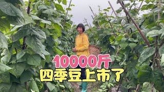 新商机来了10000斤四季豆上市啦摆摊卖却大受欢迎