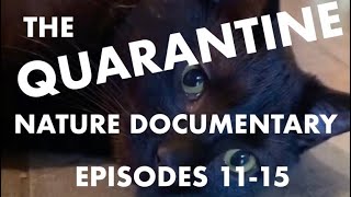 The Quarantine Nature Documentary - EPISODES 11-15