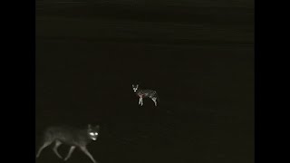 Night Hunting Coyotes with Thermals in South Dakota- 7 KILLS in 1 Minute