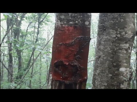 ახალი ნიშნულები ჩორჩანა-პერევის მახლობლად