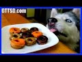 PUMPKIN DONUTS DOG TREAT | How to make Dog Treats DIY | Snacks with the Snow Dogs 36