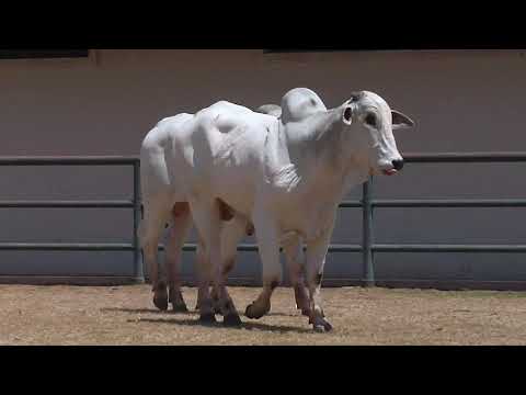 LOTE  262