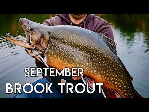 Fall Brook Trout