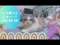 【VR 180° 3D】にゃんことにらめっこＶＲ　Cute cat VR