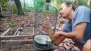 mudahnya mikat sogon dengan sangkar jebak auto pada masuk semua