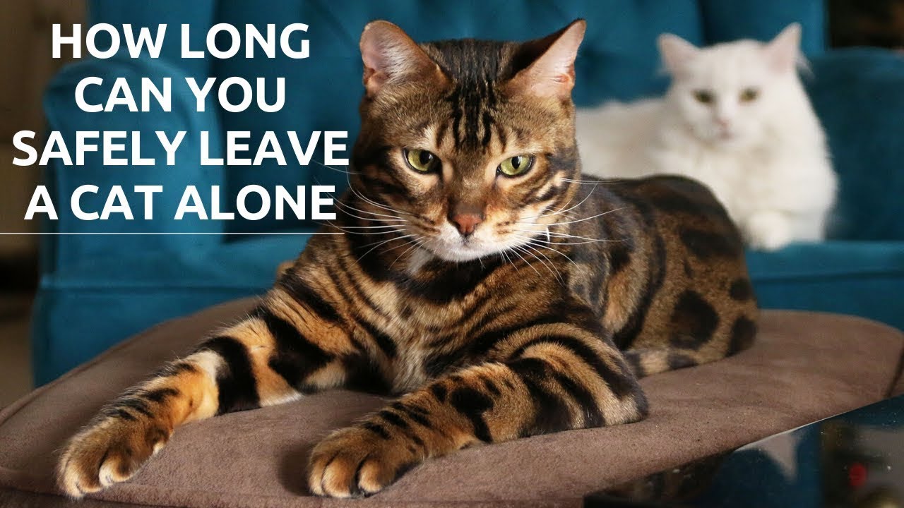 How Long Can You Safely Leave A Cat Alone