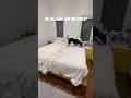 Working Dog: on the hunt for bed bugs! Life with a super smart dog! #smartdog