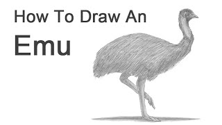 How to Draw an Emu