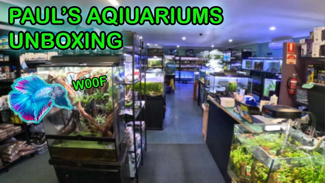 I UNBOX A $500 FISH!!! Awesome Freshwater Stingrays and Weird