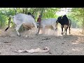 Top Quality White Cow||White Black Village Desi Bulls In My Village