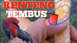 MENAMPILKAN JALU RENTENG PALING BAGUS