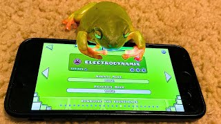 My Frog Beat Electrodynamix