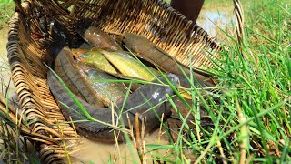 Amazing Fishing! Catching A Lot Of Snakehead Fish &amp; Catfish in Canal after Water Recedes