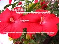 赤い神？！red gods? !    ハイビスカス hibiscus      季節の花　日本花図鑑　Japanese flower guide