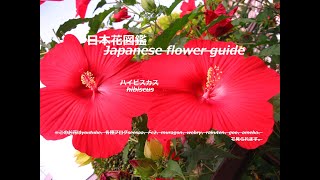 赤い神？！red gods? !    ハイビスカス hibiscus      季節の花　日本花図鑑　Japanese flower guide