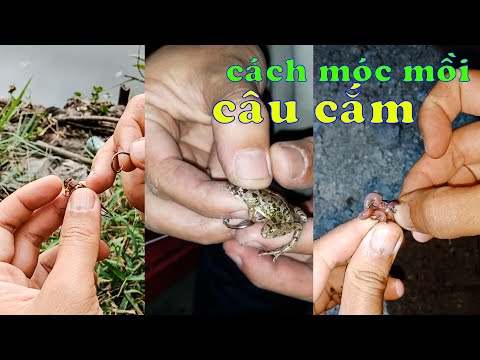Video Cách Móc Các Loại Mồi Câu Cắm Cá Lóc đơn giản, hiệu... - youtube