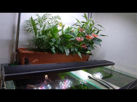 Биофильтр для аквариума своими руками с растениями