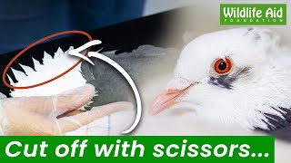 Pigeon given brand new wings after horrific act of cruelty... by Wildlife Aid 19,215 views 1 year ago 2 minutes, 35 seconds