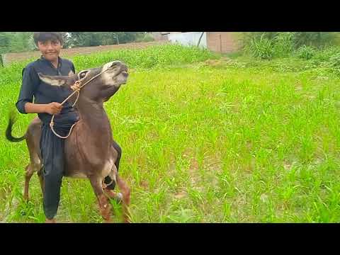 A Boy On Doneky|Donkey Riding|Donkey and Boy|Funny Boy And Donkey|गधे पर सवार एक लड़का|