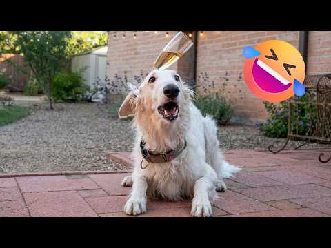 Funny Animal Compilation 😹🐶 Cats and Dogs Working Overtime to Create Chaos!