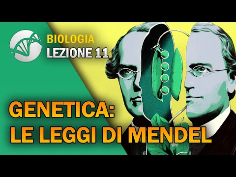 Video: Perché Mendel era conosciuto come il padre della genetica?