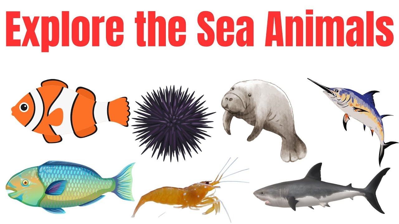 Explore the sea animals | learn ocean animals for kids | Ocean animals ...