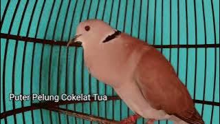 Puter Pelung Suara Renyah!! Cokelat Tua warnanya