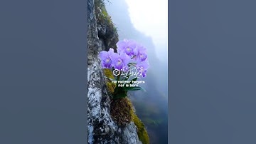 تلاوة خاشعة تريح القلب 📖💜سورة الإخلاص: {قُلْ هُوَ اللَّهُ أَحَدٌ}شارك تؤجر