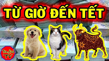 TIỀN CHỈ LÀ CHUYỆN NHỎ, 3 Con Giáp TRÚNG SỐ Liên Tiếp, Từ Giờ Đến Tết 2020 Giàu Nhanh Chóng Mặt