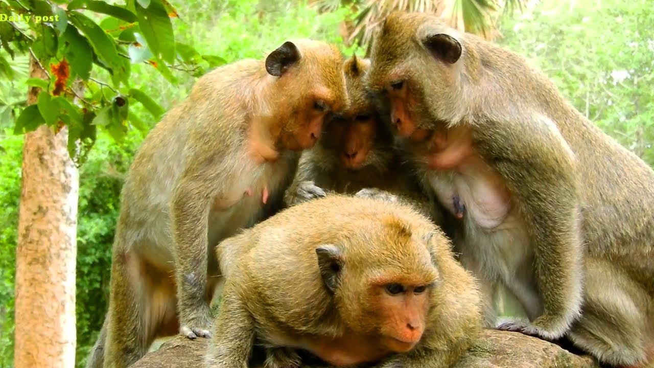 OMG! Monkey Dana What Happened?, Old Female Monkeys Want To Doing On ...