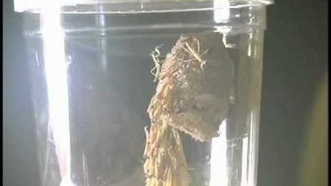 Praying Mantis Egg Case Hatching