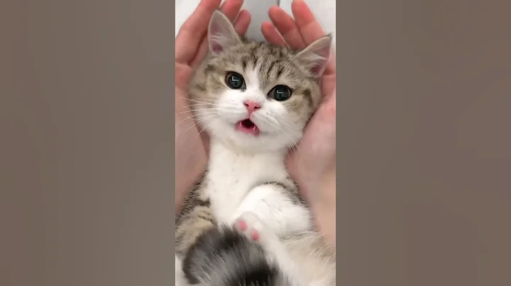 Watch the video about Cat's are soo adorable #meow #cutecats #adorablecats #pets #explore #shortsfeed #shortvideo #funny