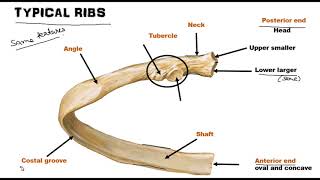 Ribs - Osteology  (World of Anatomy) Resimi