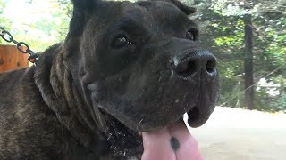 PRESA CANARIO SANG ANJING PET4RUNG