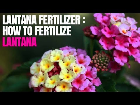 Video: How Should I Fertilize Lantana: When To Use Lantana Plant Fertilizer