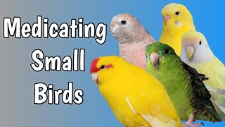 Administering Oral Medication To Small Parrots: Techniques And Tips by Love of Pets 698 views 1 month ago 14 minutes, 43 seconds