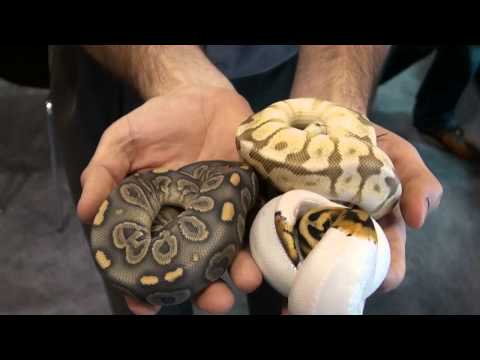 Buy High Quality Ball Python Color Morphs - For Sale With Same Day Shipping