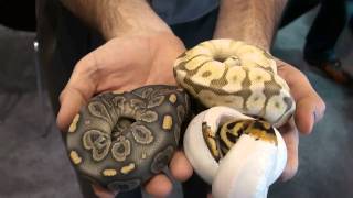 Buy High Quality Ball Python Color Morphs - For Sale With Same Day Shipping