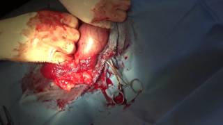 Dog With Intestinal Injuries: Graphic by Greg Martinez DVM 15,579 views 7 years ago 5 minutes, 18 seconds