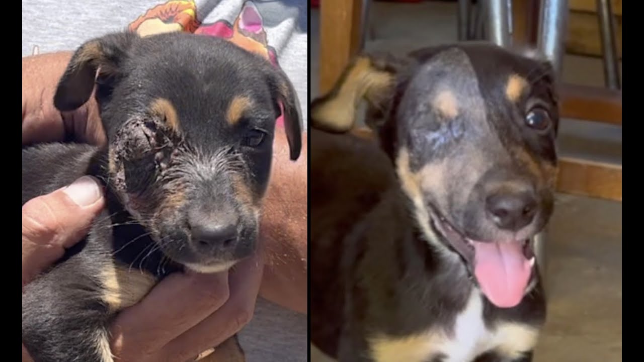 Puppy Loses His Eye - Gets New Lease On Life! - YouTube