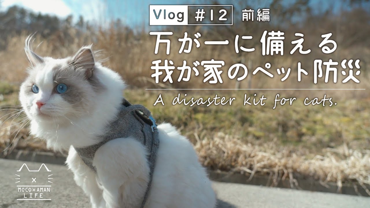 【前編】3.11東日本大震災から考える我が家のペット防災｜もふ猫ラグドール【＃12】